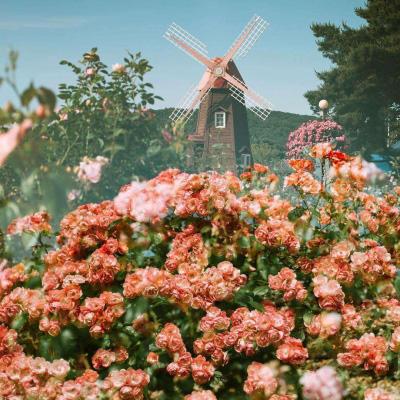 电玩舞会森林app下载